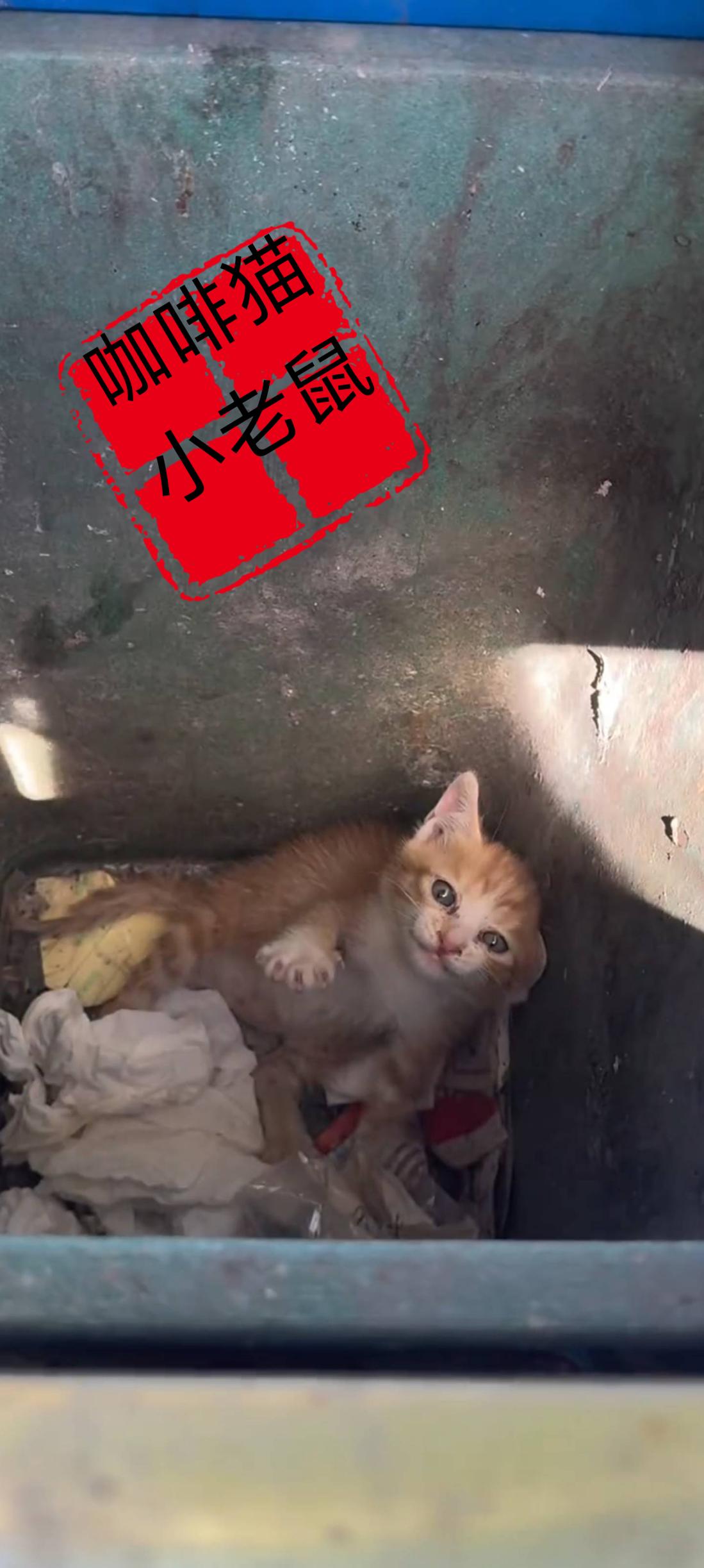 在这只可怜的橘猫被一对情侣残忍的扔进垃圾桶之际，她不断的在臭气熏天的垃圾桶内不停