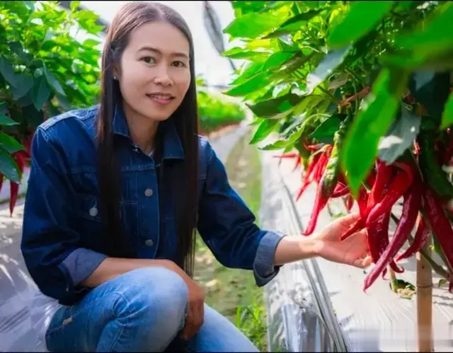 辣椒种植用什么肥, 产量高品质好