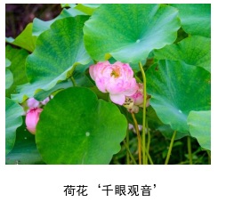 40种新品植物首次亮相长安街花坛