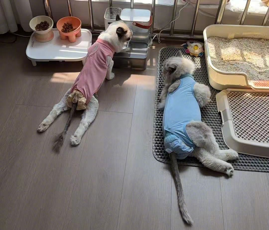 “宠物医院里挤满伯纳瘫小猫”冲上热搜, 大批猫咪瘫痪被疑猫粮所致, 猫粮品牌方回应