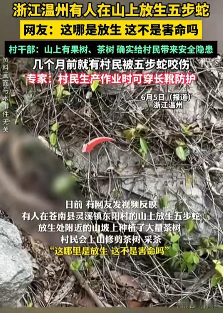 “枪毙他都是轻的！”温州，外来人员在山上“放生”五步蛇，有村民险些被毒死！村干部