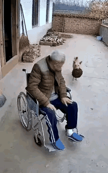 马蜂治瘫痪，疗效神奇非一般。一位因中风而下肢瘫痪的老大爷，正坐在轮椅上惬意地晒