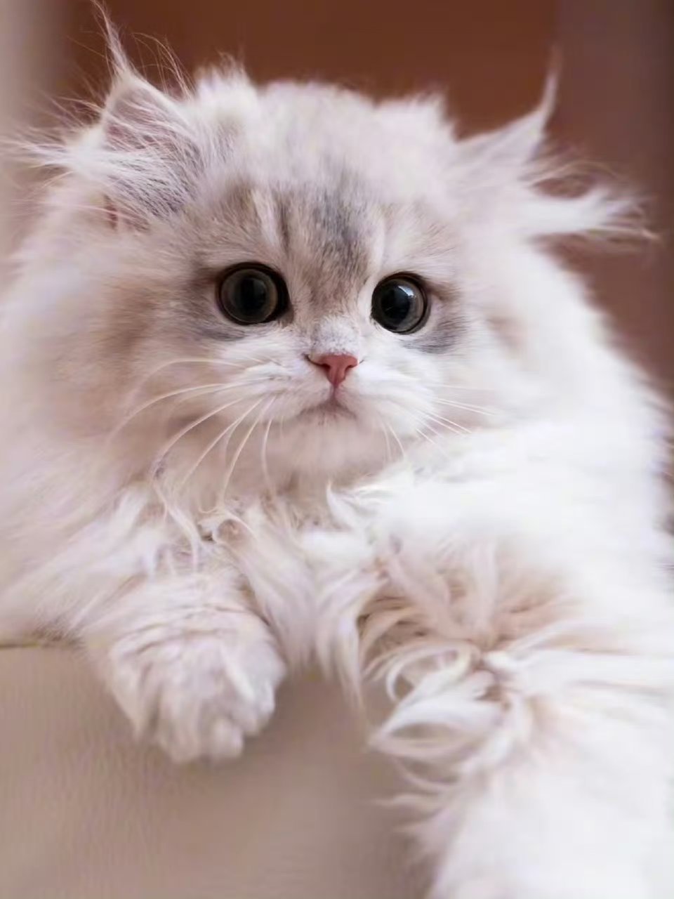 小猫宽宽去世之前带我家猫去治疗口炎的时候那个医生跟我说，因为宠物行业暴利的原因，