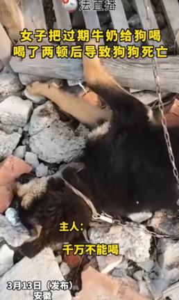 近日，安徽，一女子看家里牛奶过期，扔了觉得浪费，便喂给了自家小狗喝，没想到喂了两