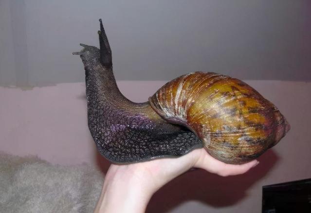 中国人为什么不吃蜗牛？蜗牛被称为“肉中黄金”，法国人一年能吃6万吨的蜗牛，为什么