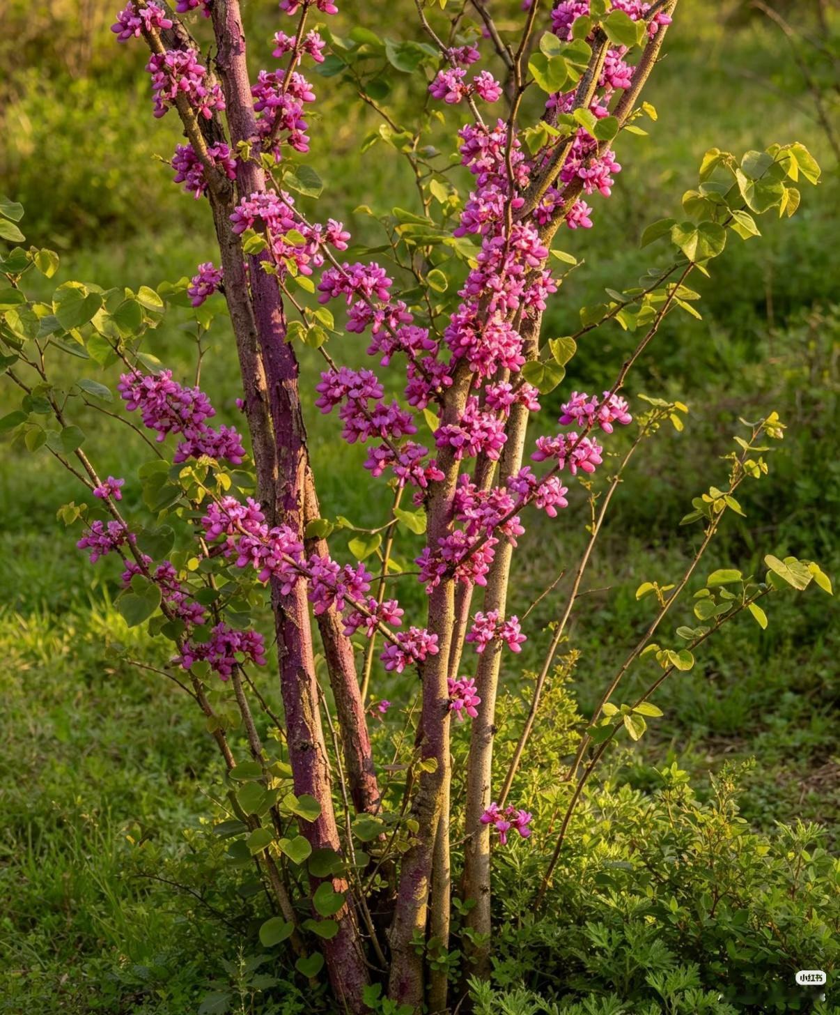紫荆1.栽培方式：普通园土、沙壤土均可栽种，耐轻度贫瘠；落叶丛生灌木，根系浅生