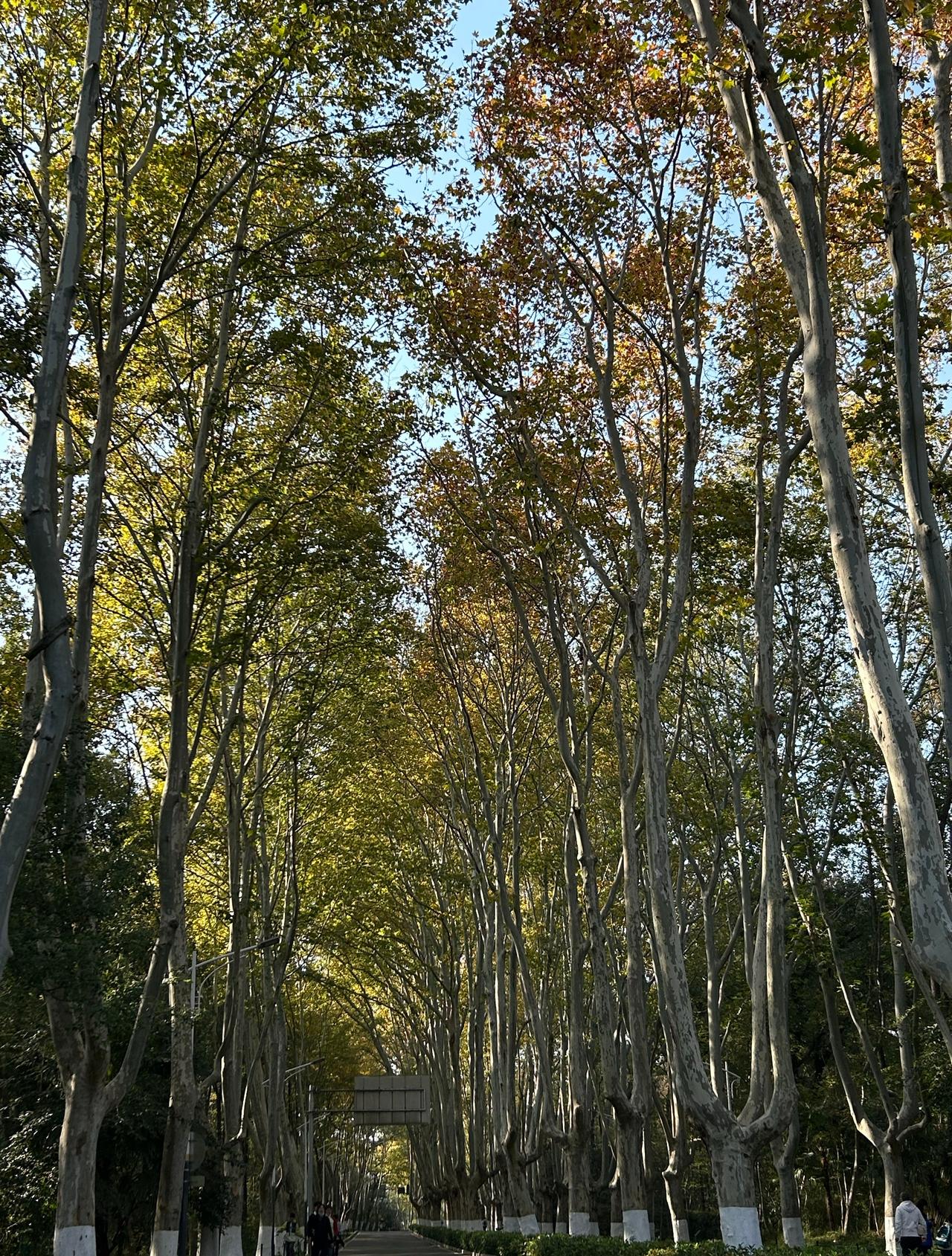 秋天就要登高啊😁秋色正浓，去灵谷寺寻秋~还吃了素斋面~推荐坐地铁+公交：