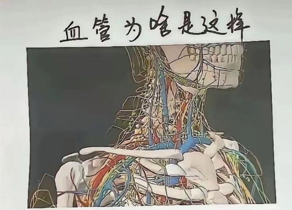 血管为什么是这样，而不是