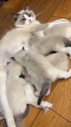 你瞅瞅这猫妈妈心多软，俩月大的小猫都长老大了，还黏着它吃奶嘞！猫妈妈被吸得都瘦了