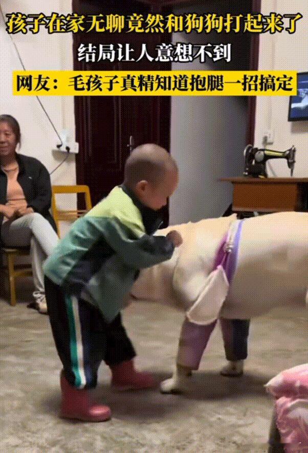 笑不活了！湖北，萌娃在家无聊竟然和自家狗狗打了起来，狗狗很胖乎，萌娃在狗狗面前很