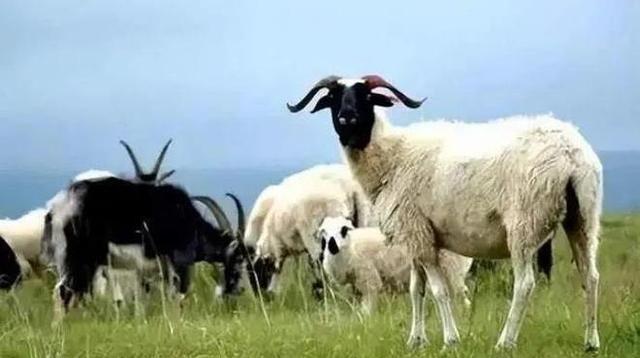 1994年，青海一牧民大白天将妻子拉进屋，妻子见丈夫一副猴急的样子，不屑道：“你