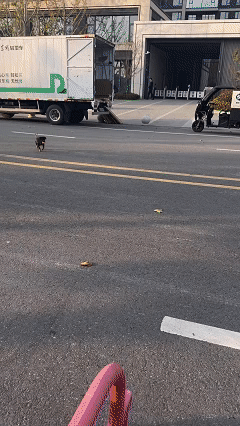 万物皆有灵！河南一位小姐姐每天都会投喂路边一只黑色的流浪狗，没想到今天再投喂的时