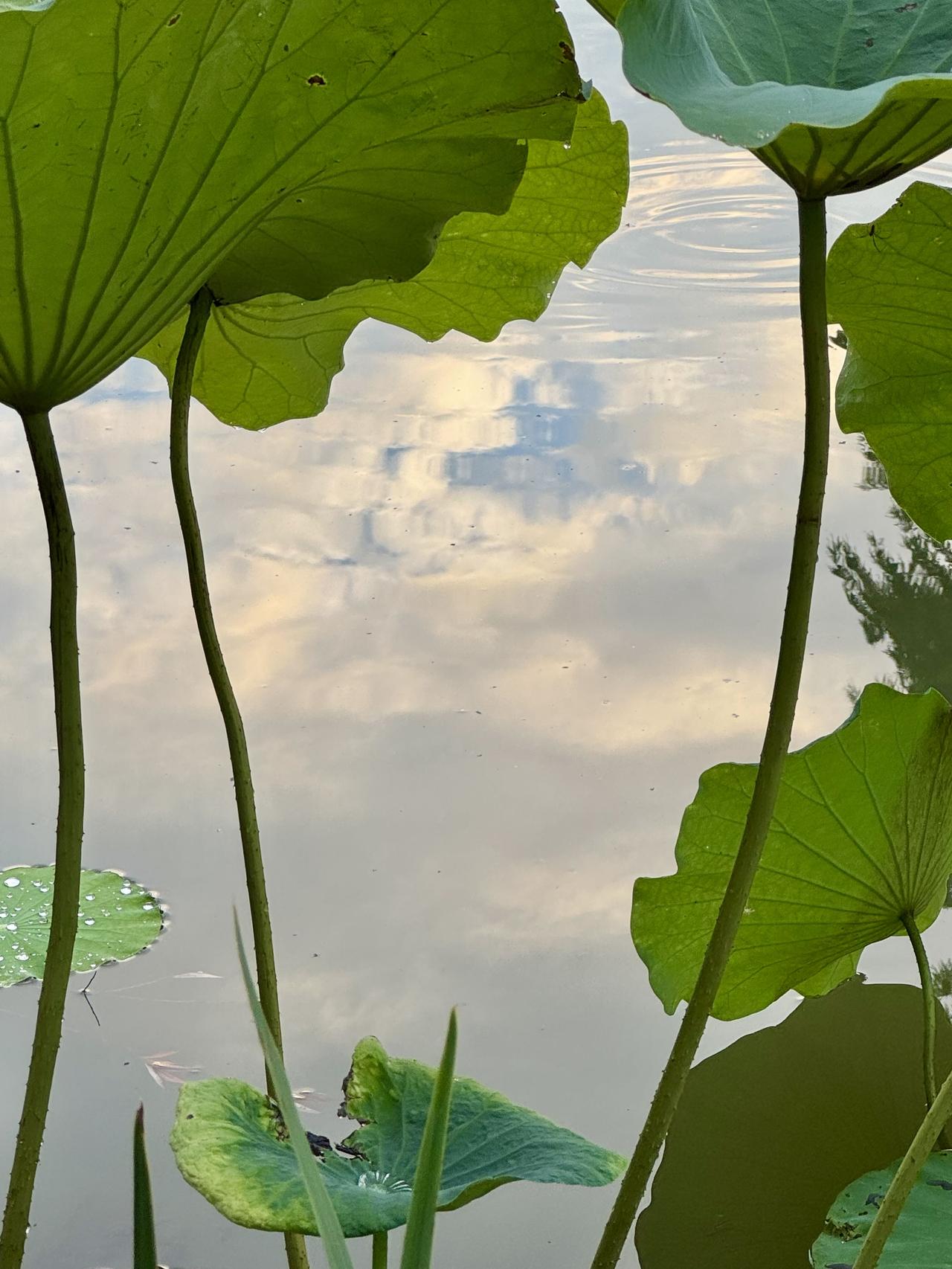 敢晒出你手机里收藏最美的图片吗荷
