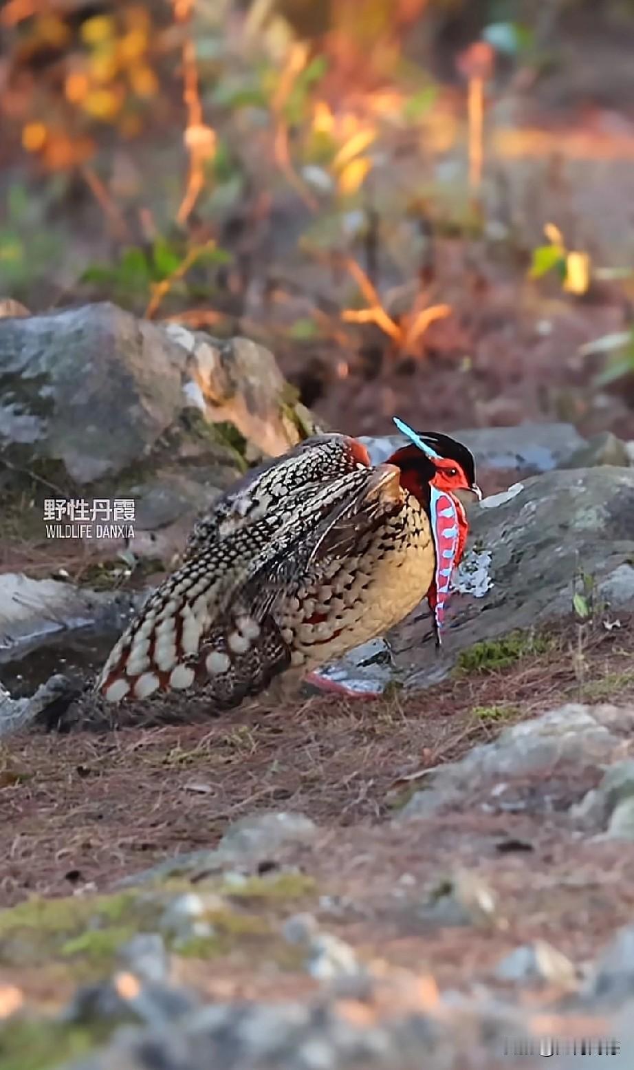 这是什么野鸡的？从来没有看过这么漂亮的野鸡，这种野鸡在求偶的过程中，所做出来的肢