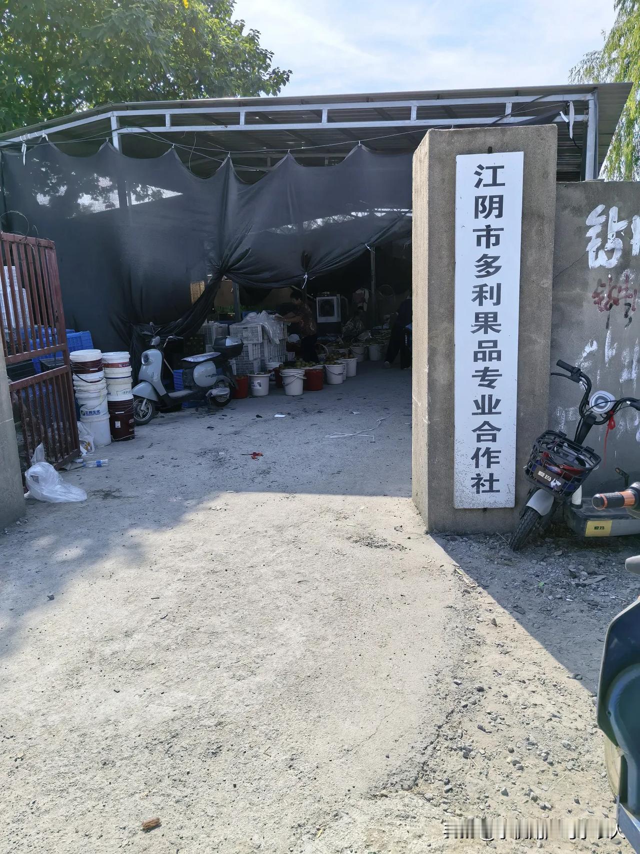 去种植基地，翠冠梨1元一斤，太便宜了！江阴荡南村，500亩翠冠梨依湖而生。