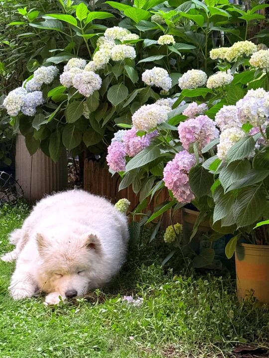 小狗花下眠