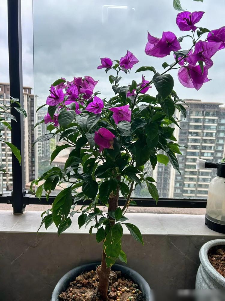 老中医的话让我突然懂了：情绪才是身体的晴雨表一位老中医说：“人的情绪和身体是