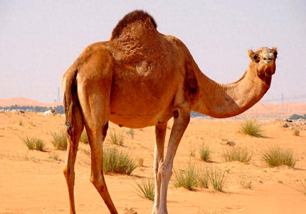 沙特人一年要吃掉11.3万吨骆驼肉，自家沙漠里的骆驼不够嚼了，只能转头去问一万公