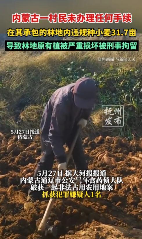 内蒙古一位村民承包了一片林地，看树下的草长得太旺，寻思铲了草种点麦子，既能养树还