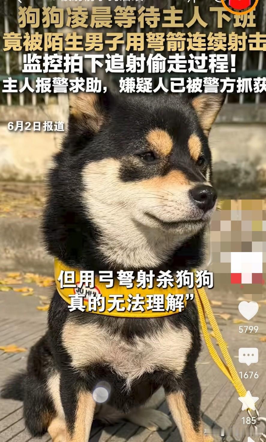 凌晨等主人回家的狗狗被人用弩箭射伤，并且带走，人性最大的恶，是欺负温顺与善良吗？