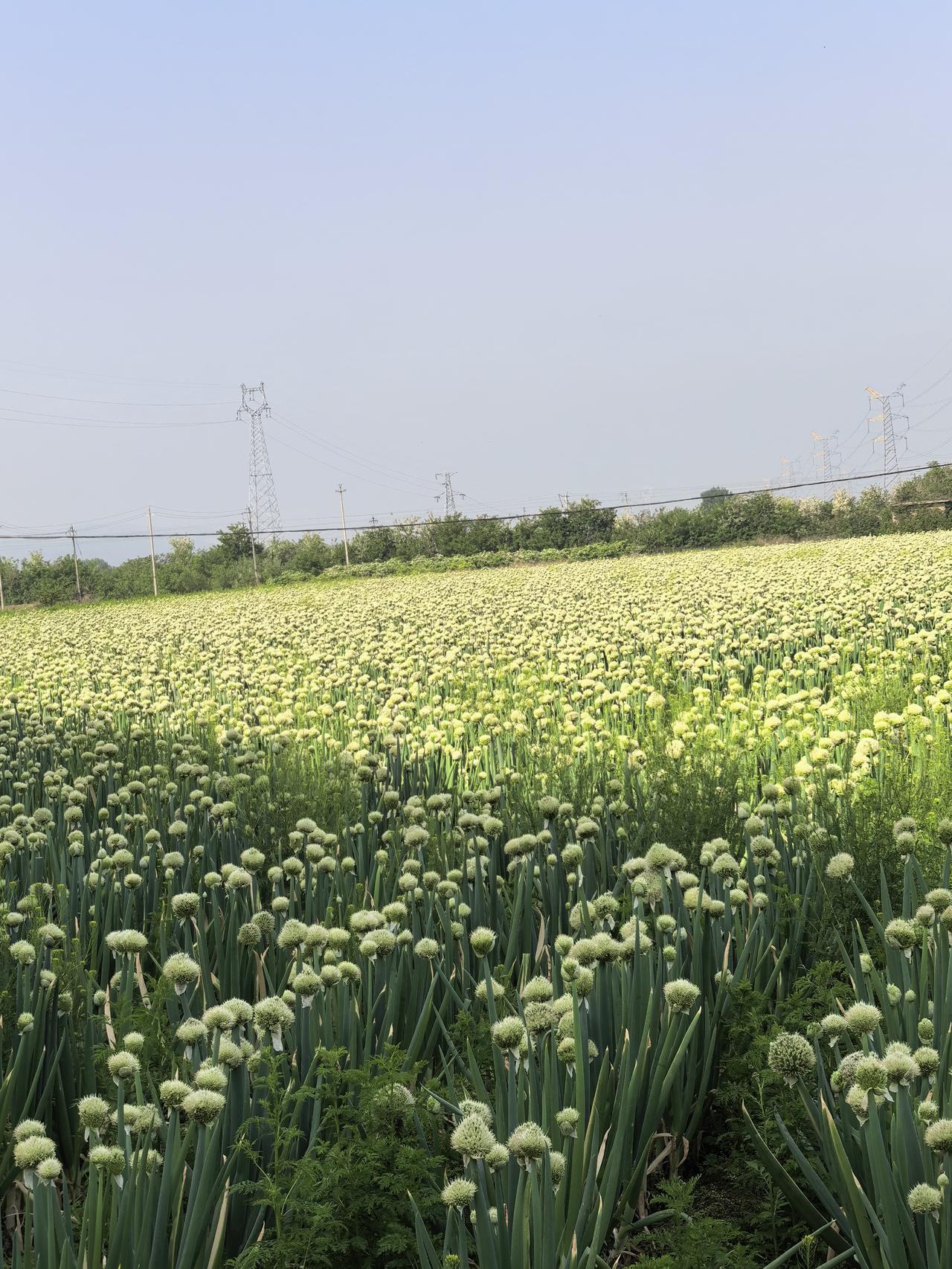 我对大葱情有独钟，尤其是葱叶子，每次做饭切葱时，葱白切了，叶子直接塞嘴里了[捂脸
