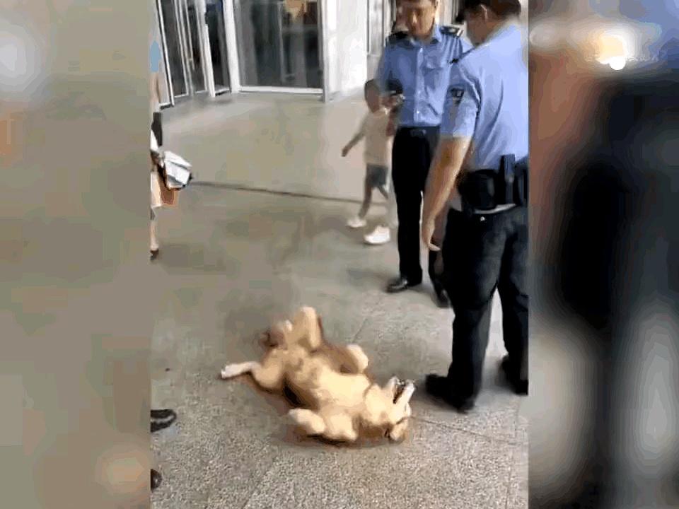 这一幕把我看愣了：男子带狗进高铁被安检拦下，得知宠物不能进站，他干脆把狗丢在候车