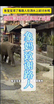 看完这段视频心里满是温柔。小象赶路途中口渴，看见路人洒水主动上前讨要清水，小象喝