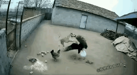 谁能想到啊！老鹰俯冲下来要抓小鸡，母鸡带着孩子慌得四处乱撞，结果