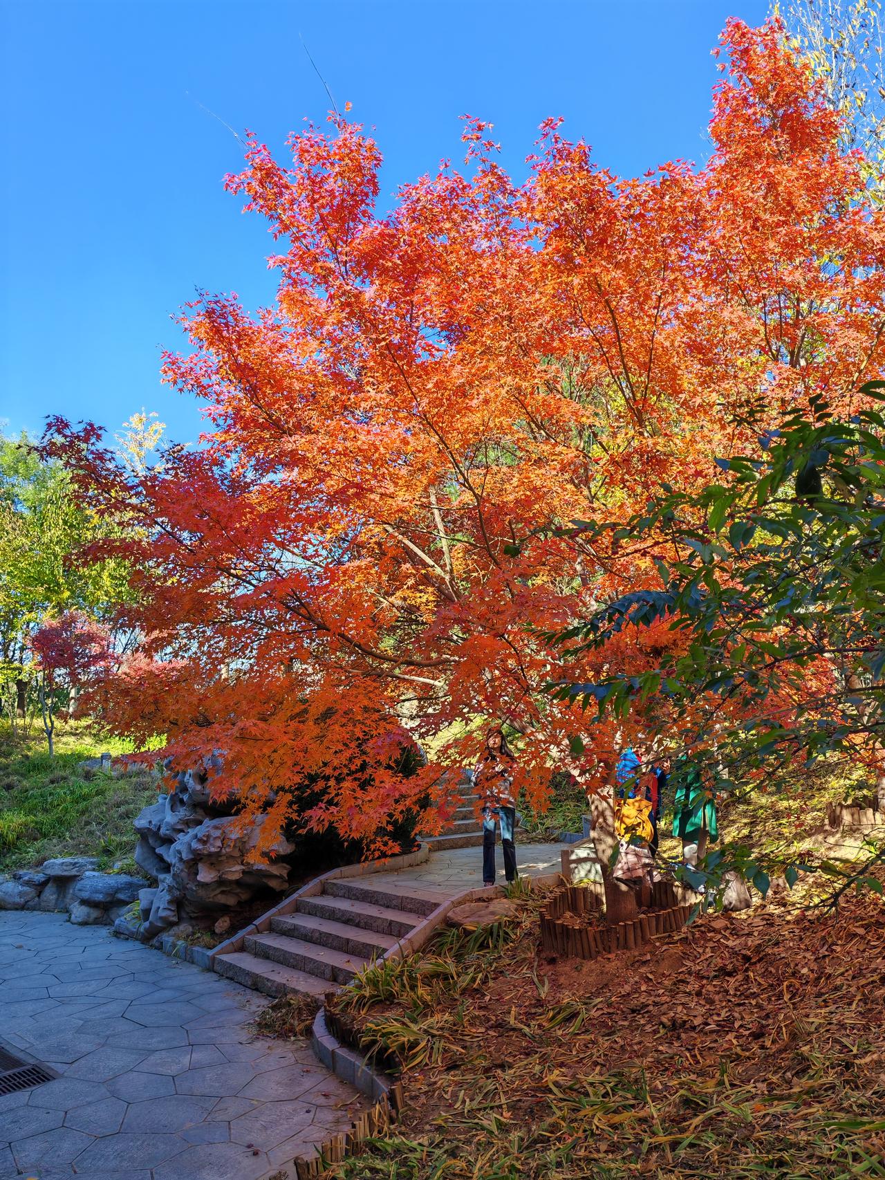 秋入京城！最美的秋景在园博！不输故宫！