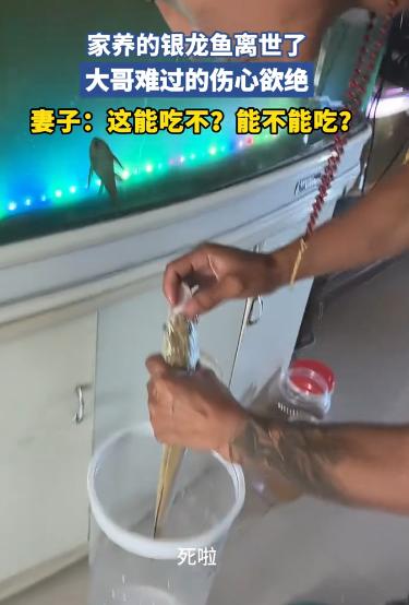 万万没想到，同样一条鱼，在老公和老婆眼里，完全是两种截然不同的存在！家里的一条养