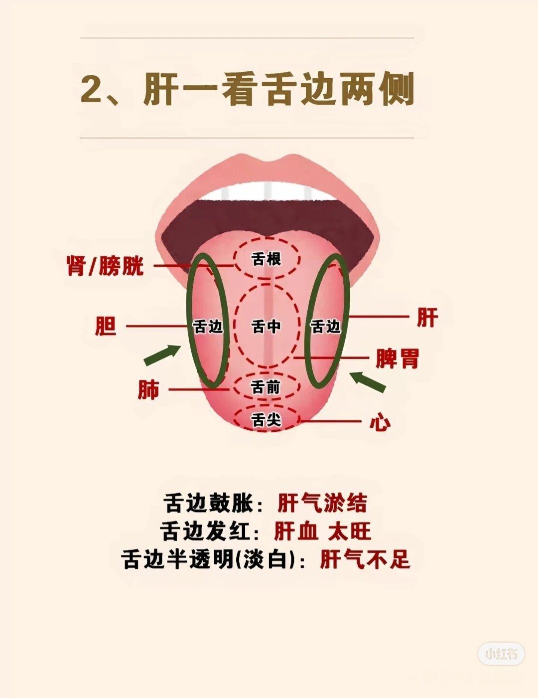 舌头与五脏六腑的对应关系图​​​