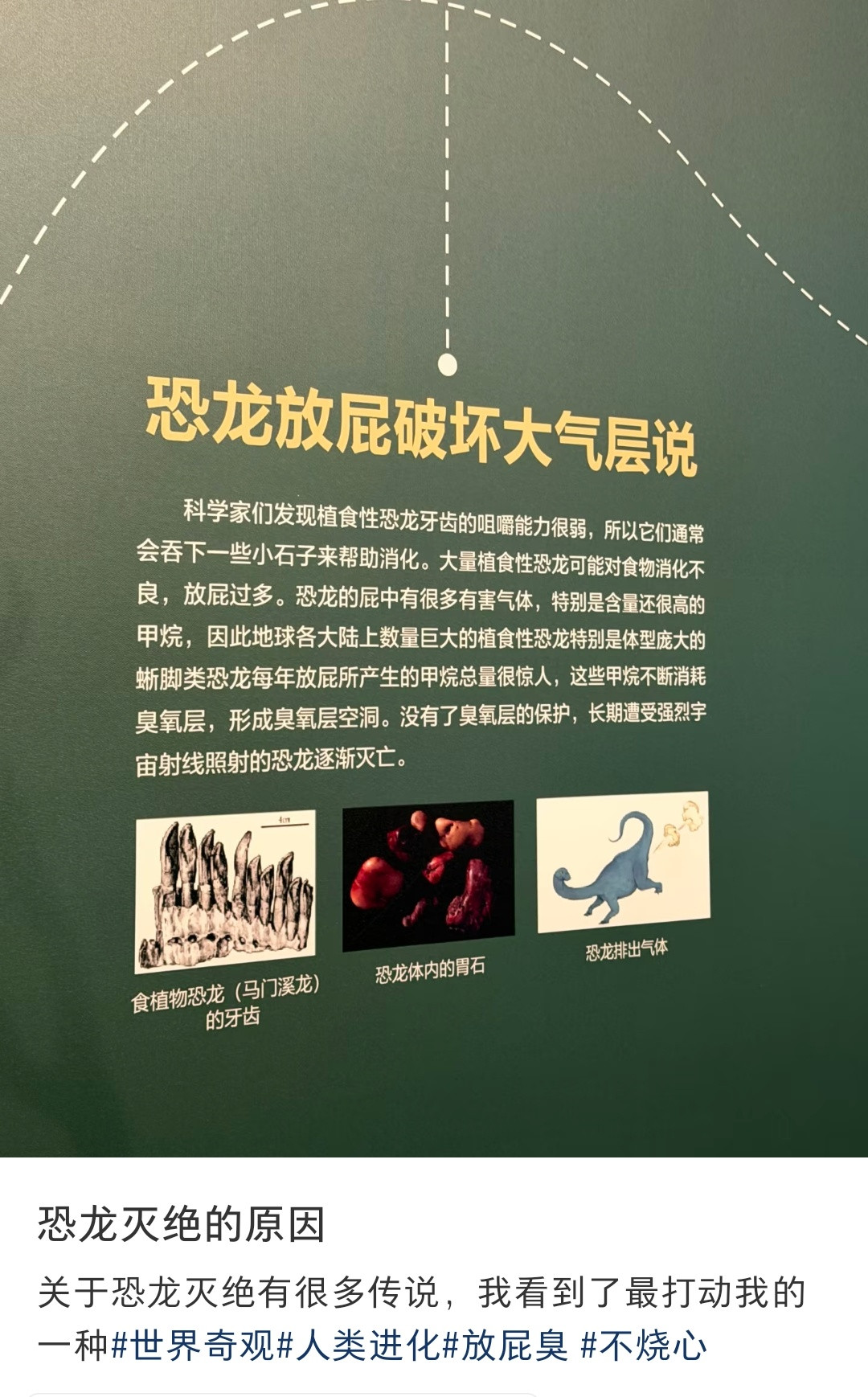 恐龙：笑笑蒜了​​​