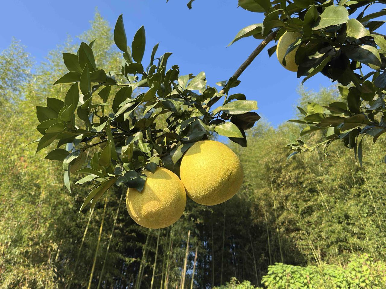 马家柚，我们江西上饶的“明星水果”！它果肉玫红、清甜多汁。马家柚的皮放在清水里漂