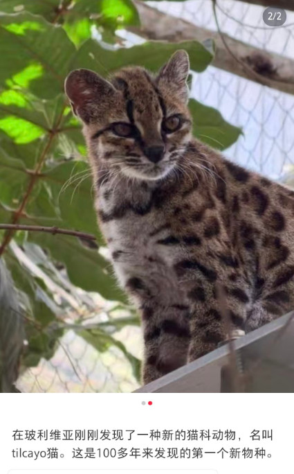 猫科动物-已上新​​​