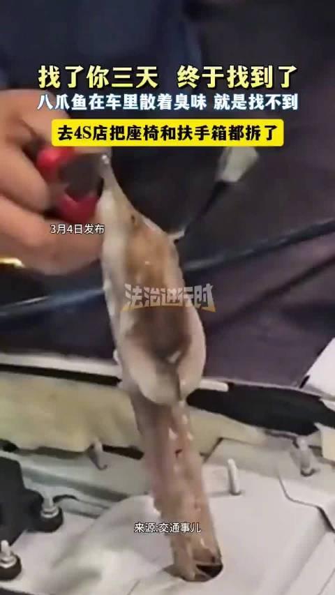 八爪鱼自驾游3天不买票，4S店修车修出海鲜大餐！‌车主：我车里有鬼！4S店师