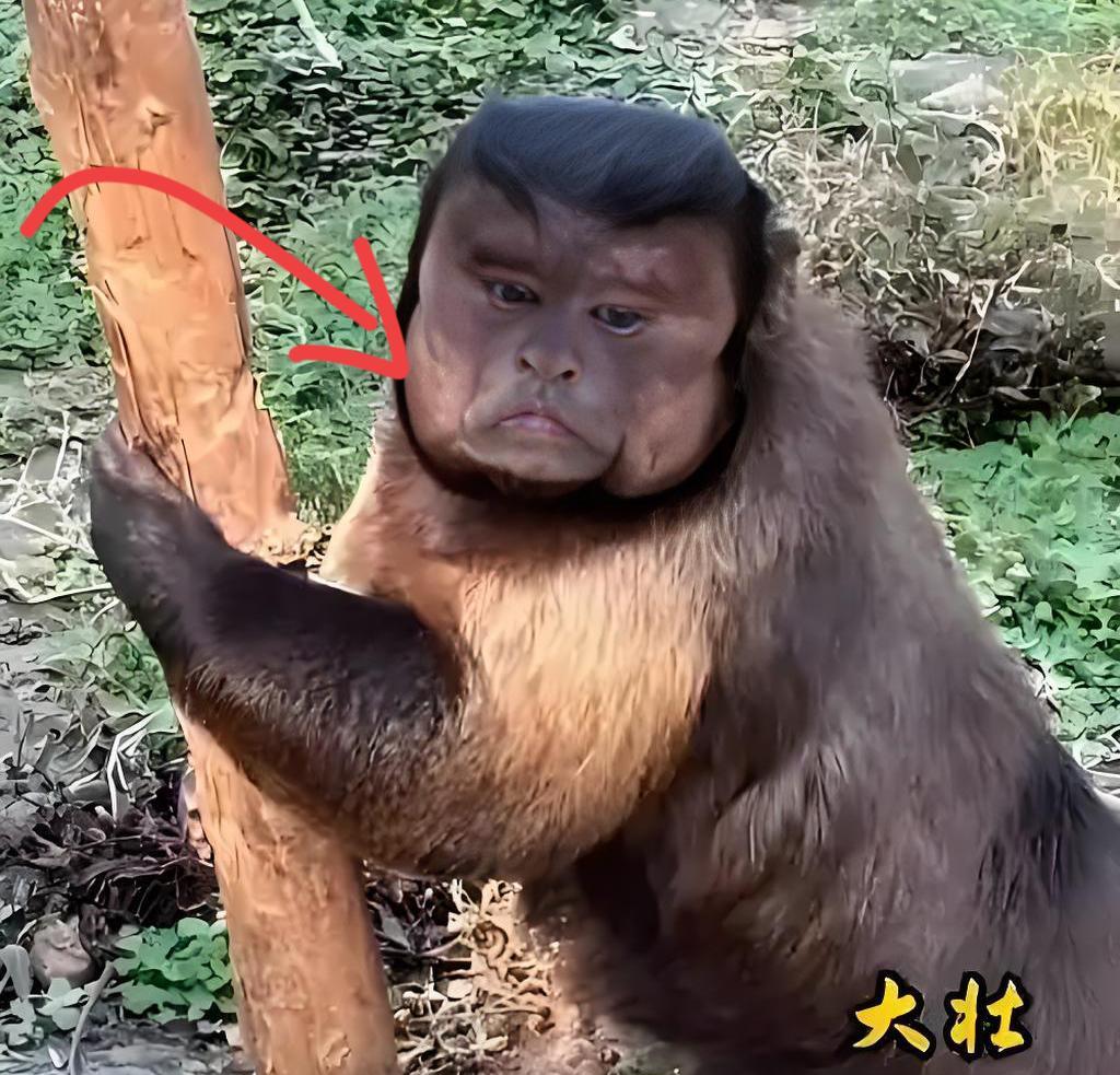 现在最难过的人，应该就是合肥动物园“园长”吧，因为他们动物园的网红猴“大壮”