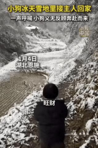 被新华社点赞了！湖北一女子带女儿回老家，眼看快到村里了，女子大喊：旺财，我回来了