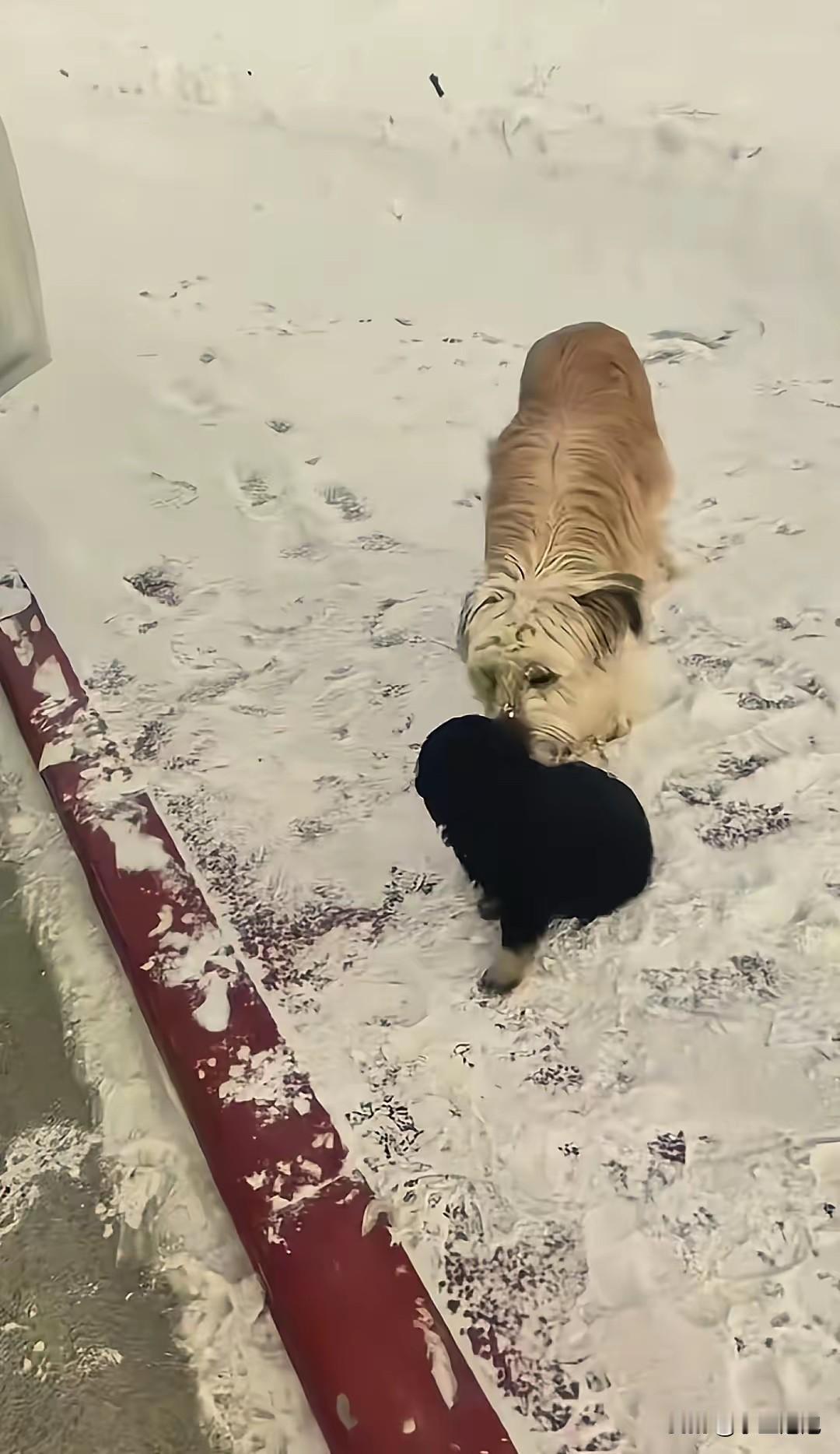 “看哭了！”新疆，一车主刚在路边停下休息，接下来的一幕让他直接傻眼了：两只流浪狗