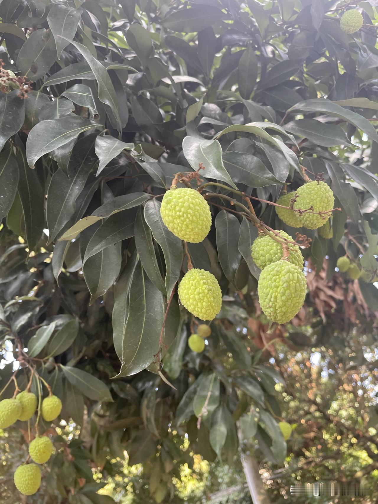 生孩子还是要多生两个！一女子，是独生女，结婚后，年年都回婆家，现在女子娘家爸妈对