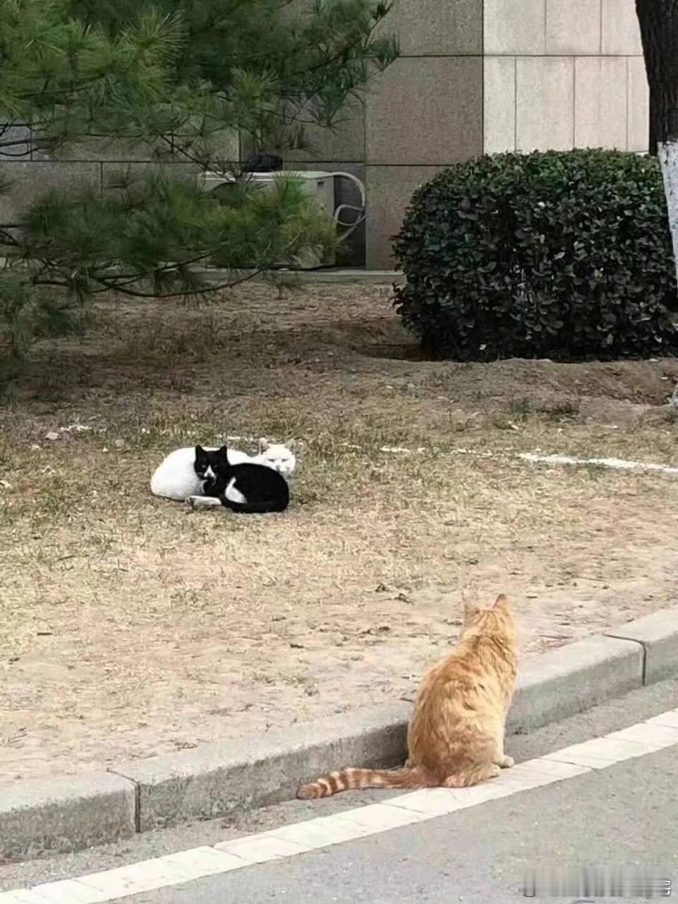 橘猫能有什么坏心思呢……