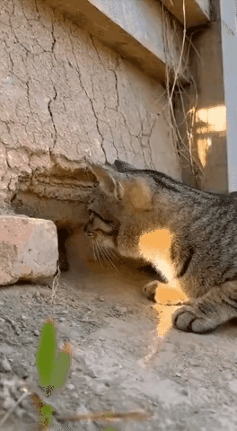 狸猫抓鼠速度看呆！老鼠刚露个头，下一秒直接“束手就擒”厨房墙角的老鼠洞突然