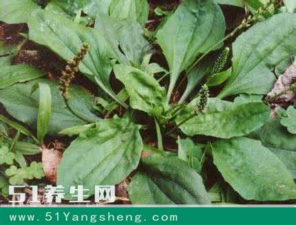 车前草泡水喝, 你所不知道的强大功效! 没想到这么有用