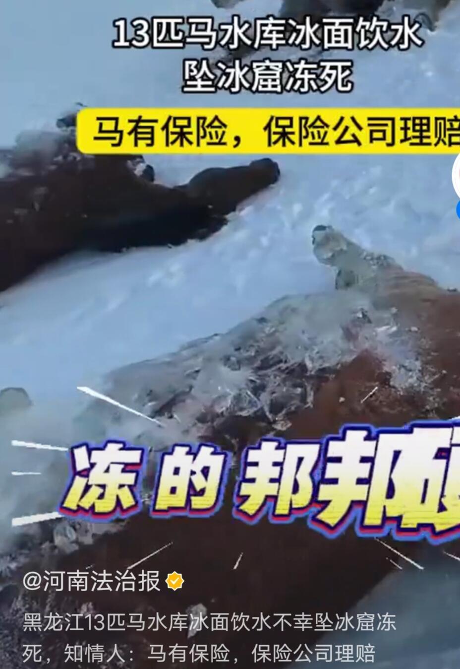 黑龙江东风水库出事了，十几匹马掉冰窟窿里冻死了，真挺惨的。听说那天零下二三十