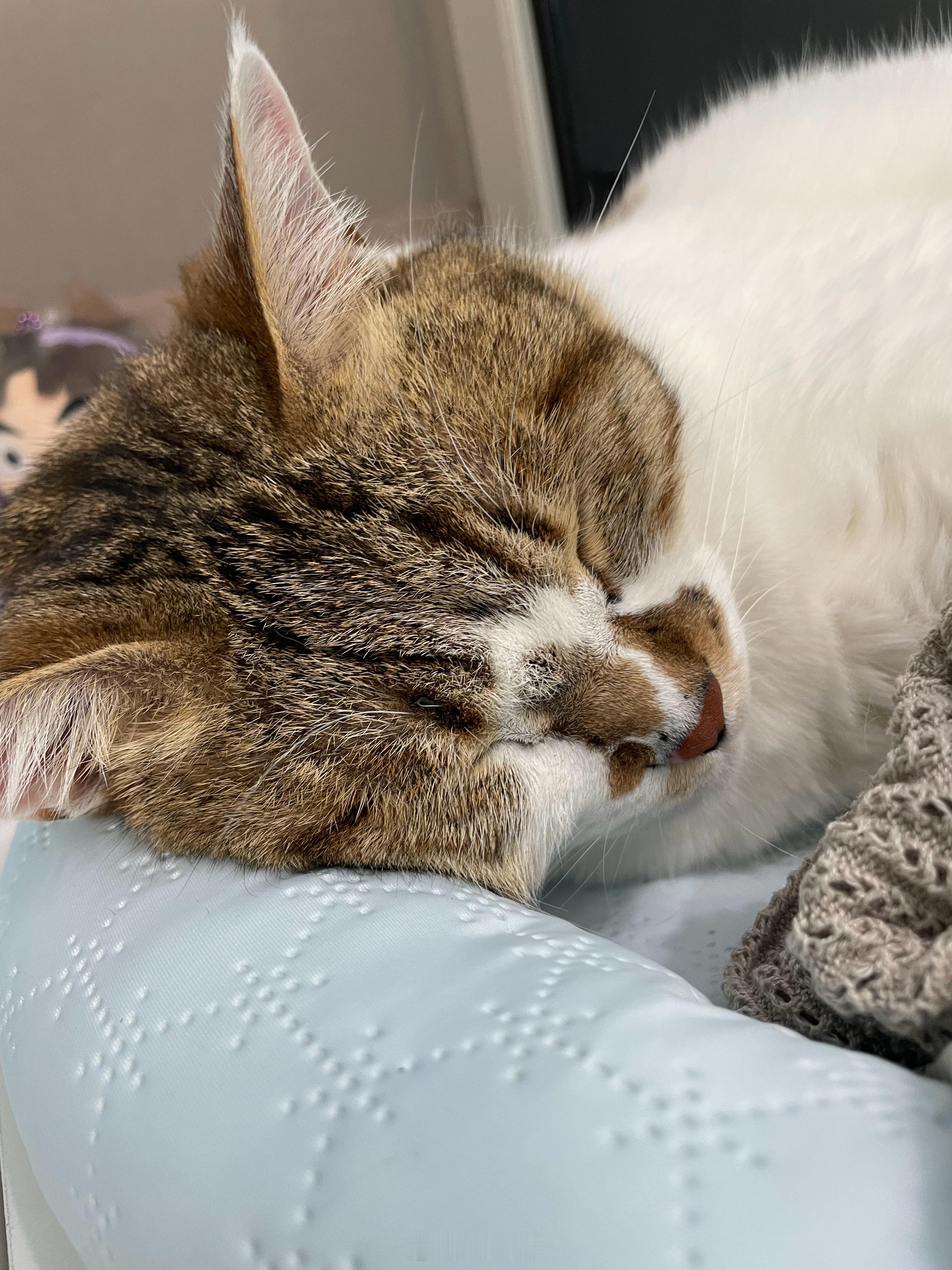 小猫鼻头就在那里真的很难不去摸