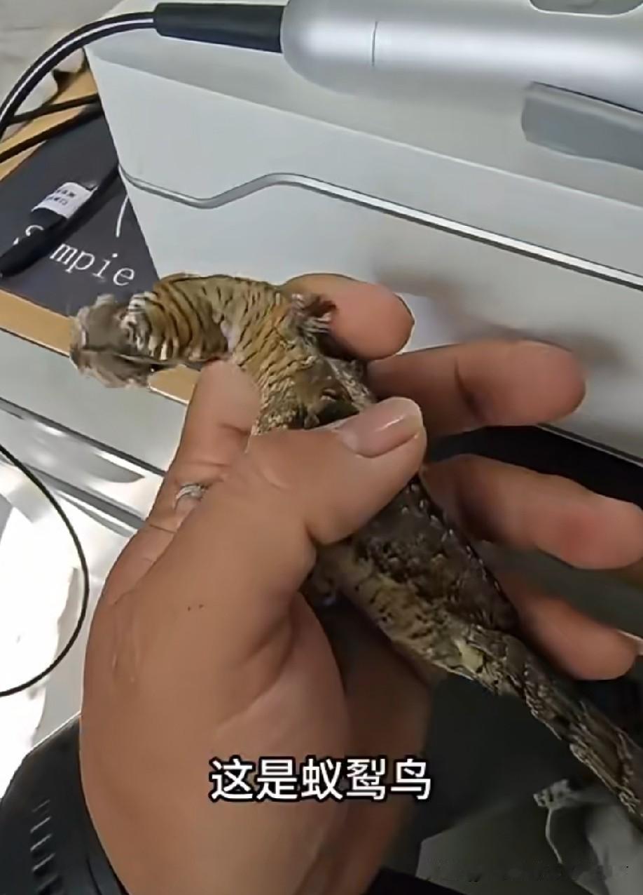 这鸟的脖子怎么像虫子一样，扭来扭去的