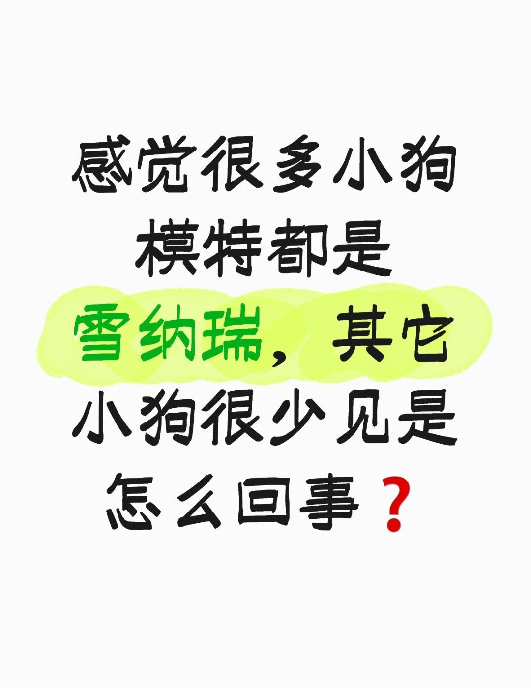 哈哈哈雪纳瑞的身材好，适合当模特