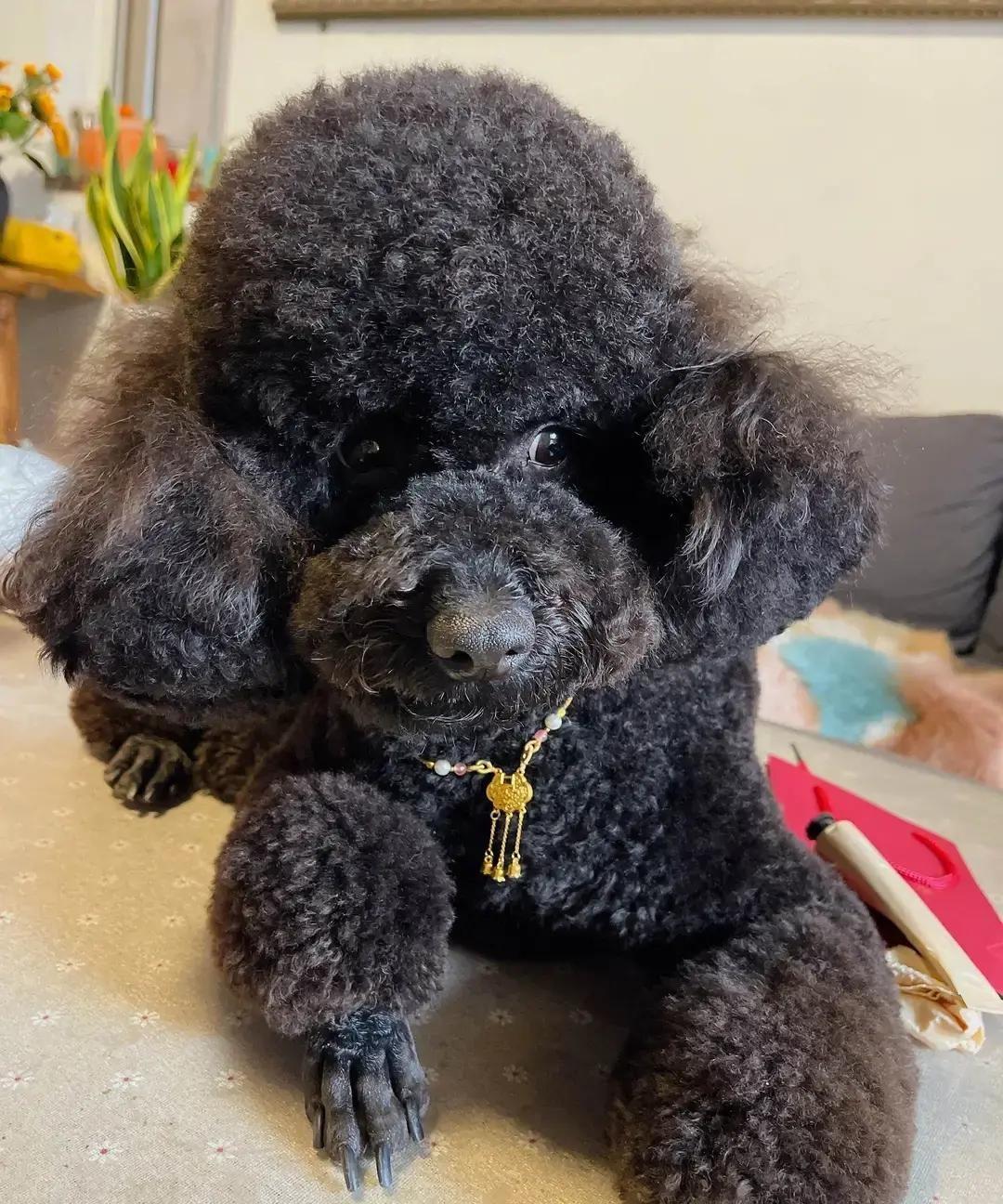 一只黑公泰迪茶杯犬的领养帖把全网逗笑了。发帖人说狗只有8厘米高6斤重，想领走