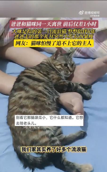 “解释不清了！”山东烟台，一老人捡了只流浪猫养了6年，猫咪身体非常健康，从来没有