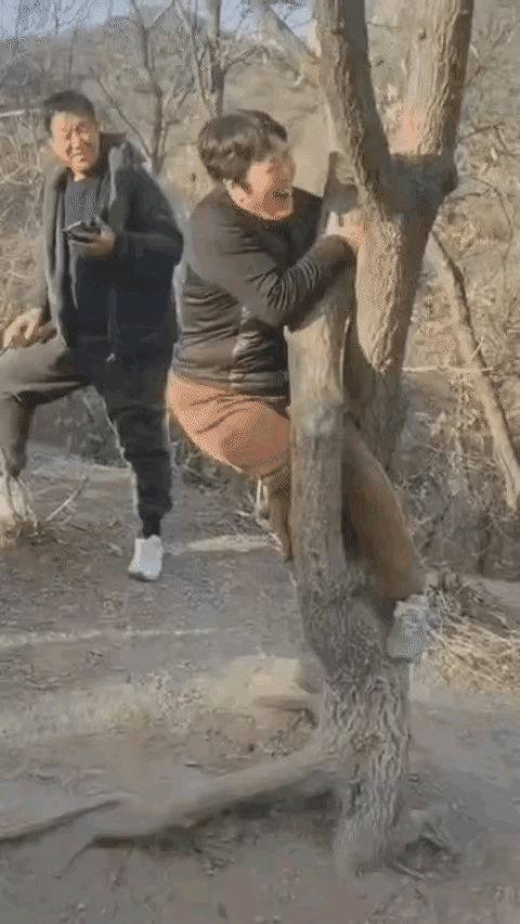 村里老槐树裂了个洞，小孩钻着玩挺自在，有人竟赌200块激肚子大的大姐钻过去，