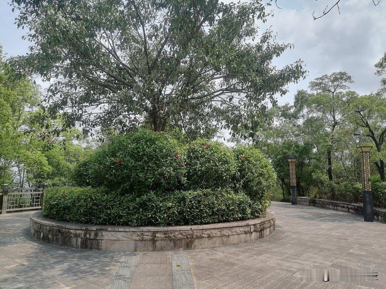去板嶂岭公园爬山，上山道相当崎岖，同行的中途打退堂鼓，我独自爬到山顶？